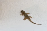 Biólogo revela o que significa quando lagartixas aparecem em casa