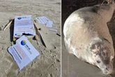 Vândalos destroem área de isolamento de foca rara encontrada em SC