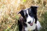 Border collie: conheça a raça de cachorro mais inteligente do mundo