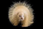 Animais albinos: entenda desafios e cuidados com as espécies raras