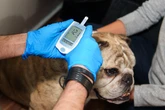 Dia Mundial da Diabetes: entenda os sinais que você ignora no seu pet