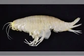 Animal misterioso que sumiu por décadas é encontrado no oceano