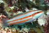 Ilhas remotas brasileiras e britânicas têm 44 espécies de peixes raros