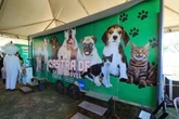 Região do DF terá mutirão de castração gratuita de animais. Confira