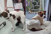 Cão vítima de maus-tratos é resgatado e leva vida de rei à beira-mar