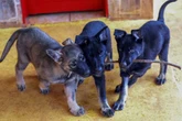 Famílias do DF podem auxiliar no treinamento de cães-guia. Saiba como