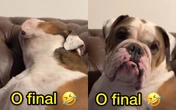 Cachorro finge estar dormindo e reação ao “acordar” viraliza. Veja