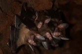 Maior morcego vampiro do mundo gosta de abraçar e dividir comida