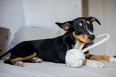 Terapia de reabilitação canina: guia completo para a saúde do seu cão