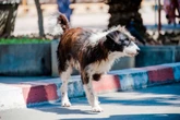 Veterinário responde se os cães podem fingir que estão doentes