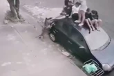 Vídeo: crianças sobem em carro para se defender de ataque de pit-bull