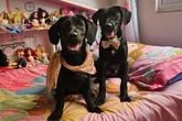 Versões caninas de Ana Castela e Zé Felipe buscam novo lar no DF