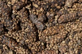 Mais caro do mundo: café colhido de cocô tem compostos químicos únicos