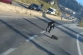 Vídeo: porco invade rodovia, “dribla” populares e para trânsito em SP