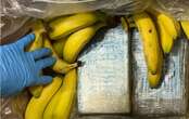 Mercado na Alemanha encontra 95 kg de cocaína em caixas de banana