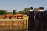 Vídeo: em dia de São Francisco, padre usa água benta em animais no Zoo