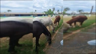 Cavalos usados em equoterapia são furtados no Entorno do DF