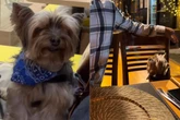 Cachorro é flagado dormindo em lugares inusitados: “Nem disfarça”