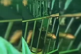 Pancadaria em rodeio: seguranças agridem técnica de enfermagem. Vídeo