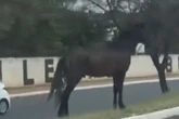 Cavalo rouba a cena e passeia entre os carros em Campo Grande. Vídeo