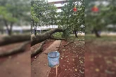Chuvas fortes derrubam árvores em várias regiões do Distrito Federal