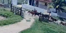 Criança salva primo de 5 anos de manada de bois em Alagoas. Vídeo