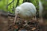 Vídeo mostra raro encontro com ave kiwi branca na Nova Zelândia