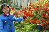 Amor pela jardinagem: morre primeira jardineira da Novacap aos 79 anos
