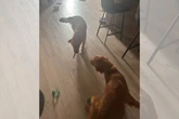 Cachorro recebe passeador com “brinquedo” inusitado e momento viraliza
