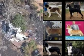 Polícia descobre desmanche ilegal ligado a sequestro de 6 cães em SP