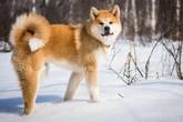 4 raças de cães de guarda mais indicadas para proteger a sua família