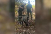 Tamanduá é devolvido à natureza após ser visto andando em cidade. Veja