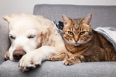 Acalmando patas e mentes inquietas: exercícios para pets ansiosos