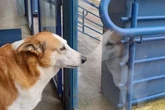 Conheça a história de Silveira, cão “mascote” de universidade no RS