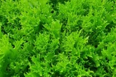 Ignorada por muitos, esta planta ajuda a combater inflamações; confira