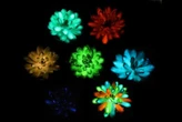 Cientistas criam suculentas que brilham no escuro e “carregam” no Sol