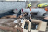 Túmulo vira berçário e cadela dá à luz a 15 filhotinhos em cemitério