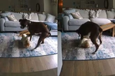 Vídeo: cão salva “irmão canino” de convulsão na ausência da tutora