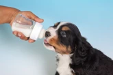 Cães podem beber leite? Descubra os cuidados e riscos da ingestão