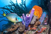 40 espécies de peixes recifais são catalogados em ilhas no Atlântico