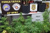 Laboratório da maconha: polícia encontra casa com estrutura para droga