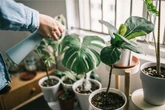 Veja 3 plantas com efeito antidepressivo natural, segundo a ciência
