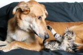 País dos “caramelos”: cães e gatos vira-latas são favoritos no Brasil