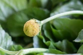Chá de jambu: conheça os benefícios, efeitos e cuidados com a planta