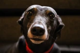 Culpados ou coitados? Veja se os cães sabem que estão fazendo besteira