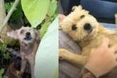 O resgate da cadela Tina Turner: da solidão ao lar amoroso