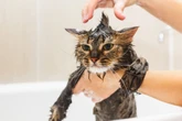 Como dar banho no seu gato sem “traumatizar” o bichano
