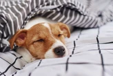 Saiba como garantir que o seu filhote de gato ou cão durma bem