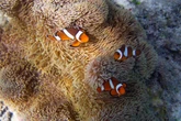 Ondas de calor prejudicam relação entre anêmonas e peixes-palhaço