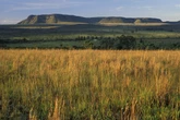 Acervo gratuito reúne sons originais do Cerrado brasileiro